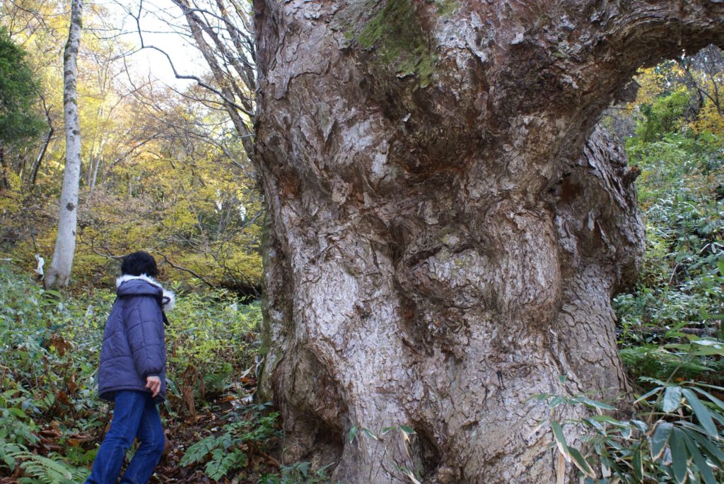 2,000 Year Lovers: Great Chestnut Tree