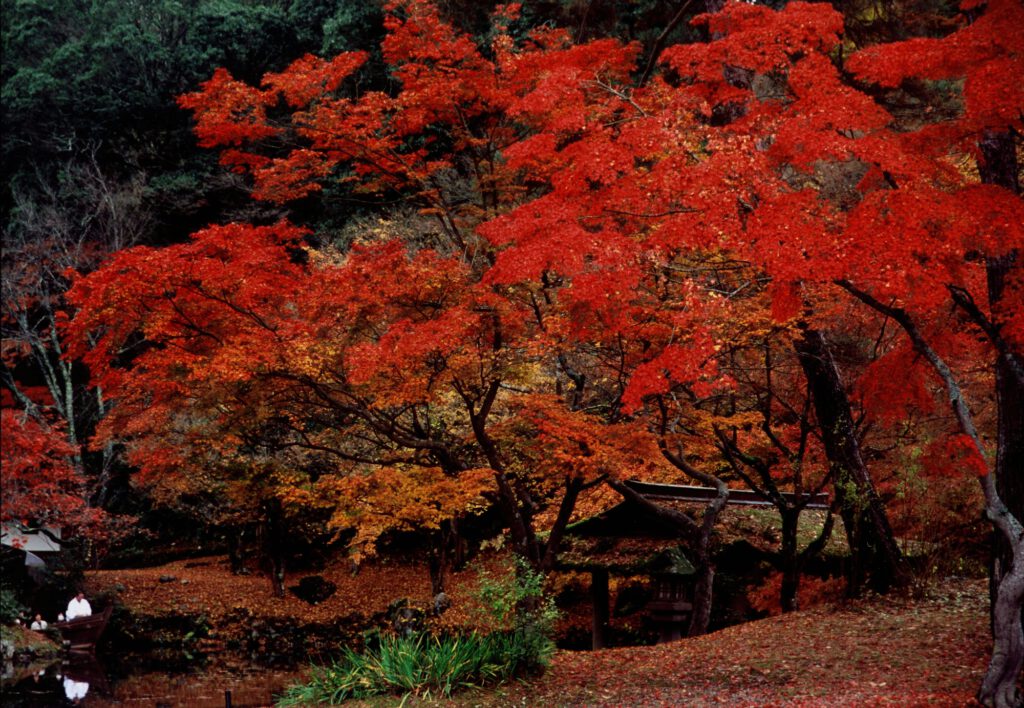 Burning Colors of Fall Foliage (Oomoto)