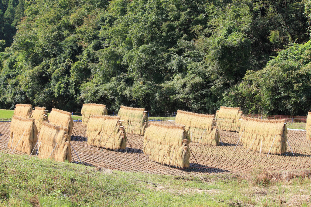 “Rice Plant Folding Screen”