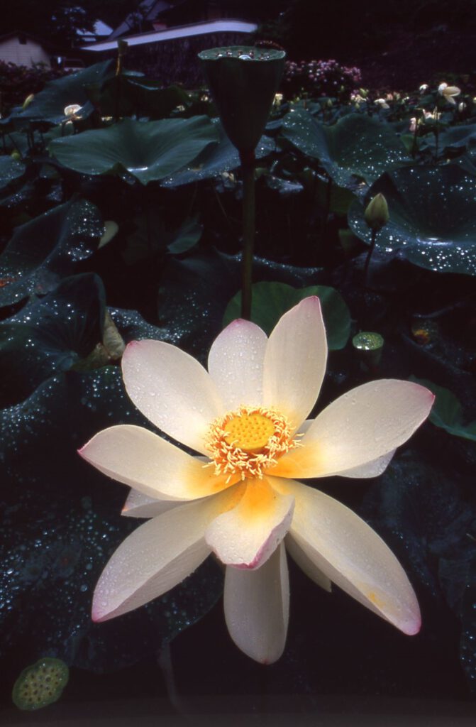 White Lotus in the Rain