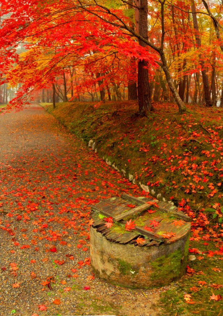 “Autumn colors”