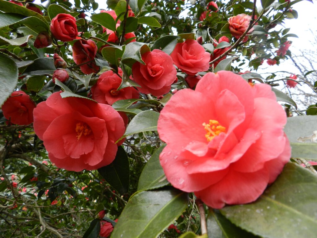 Maizuru Nature and Cultural Park Camellia Festival