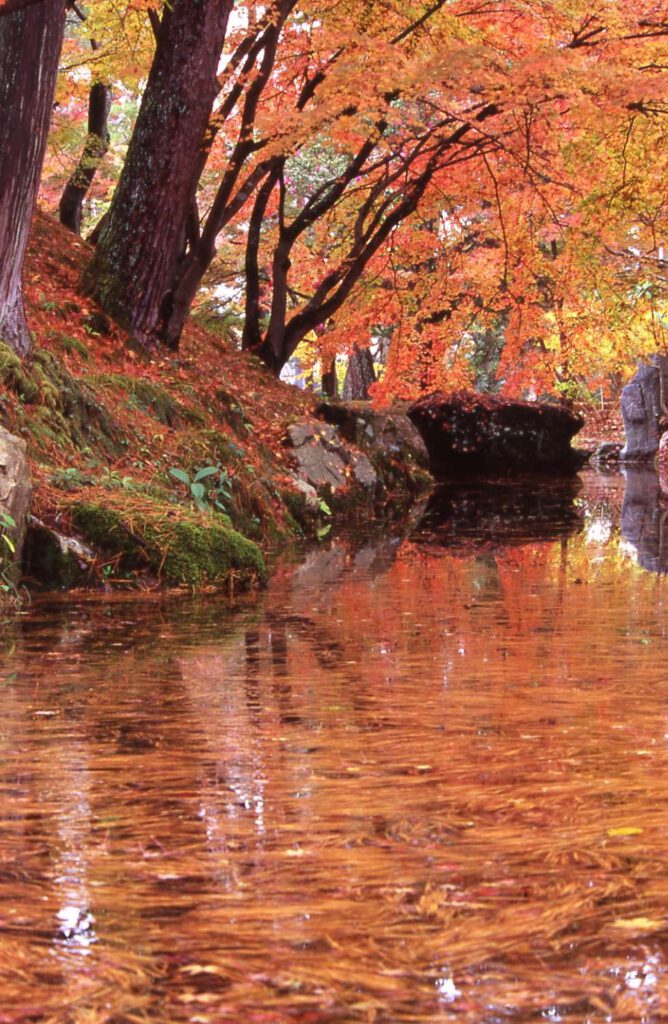 “A Colorful Autumn at Oomoto”