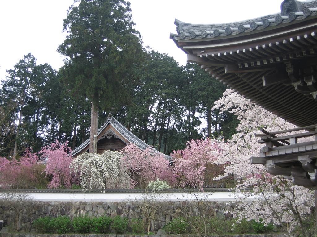 “Weeping Cherry Blossoms at Kannon-ji Temple”