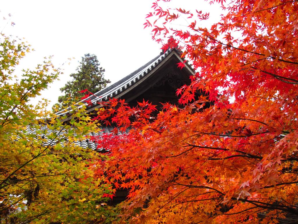 「觀音寺本堂の紅葉」