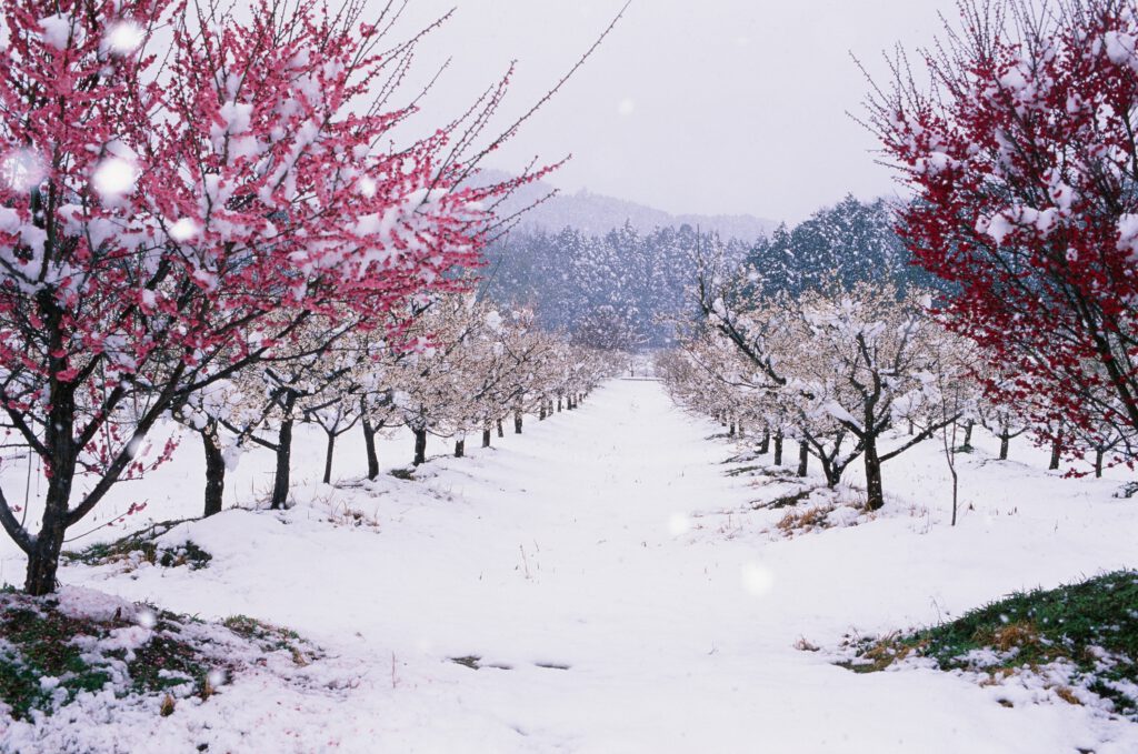 “Ayabe Plum Grove/Snow After a Warm Spell”