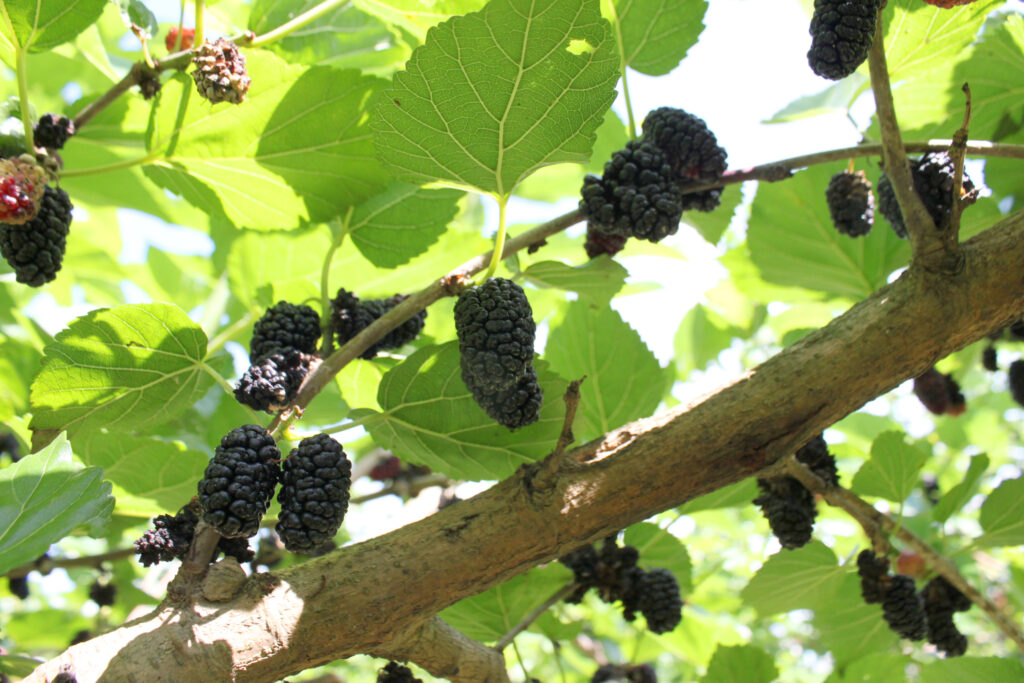 Ayabe Mulberry Farm | Photos | Another Kyoto Media Library