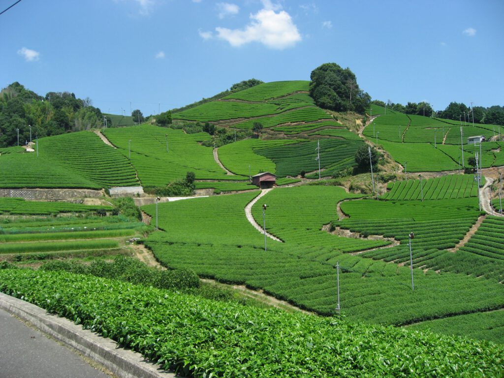 Ishitera Tea Fields