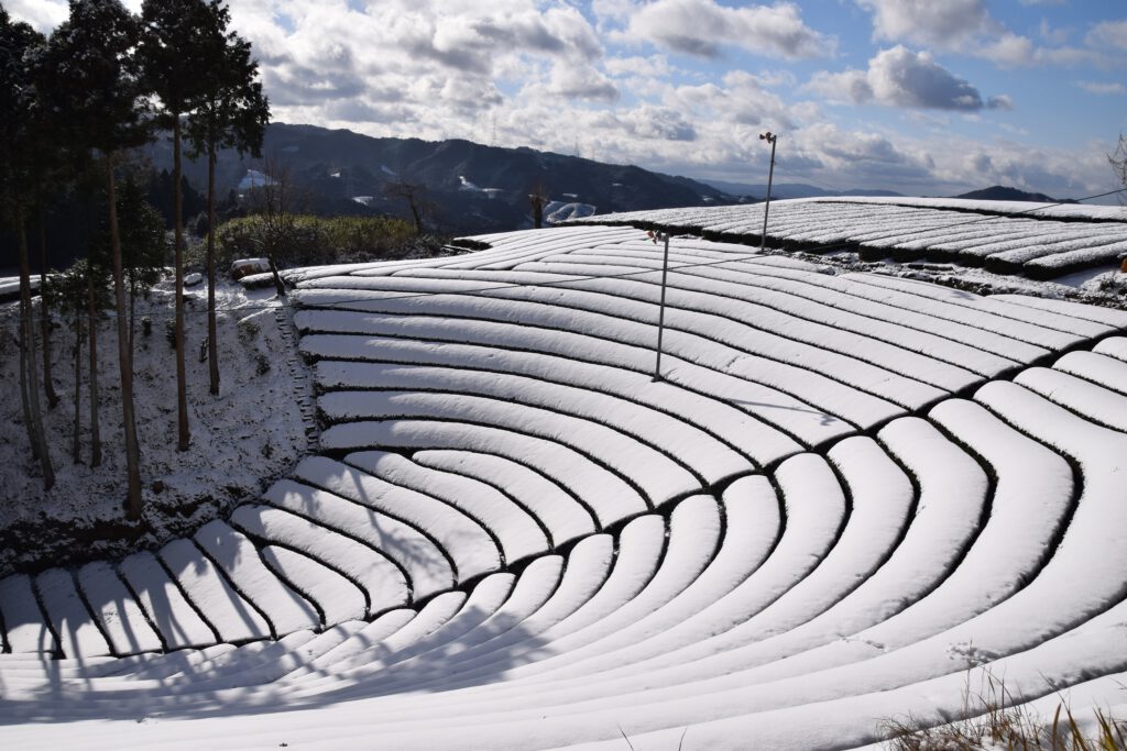 原山：雪の円形茶園