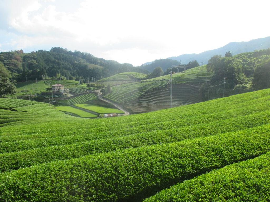 緑泉コース茶畑