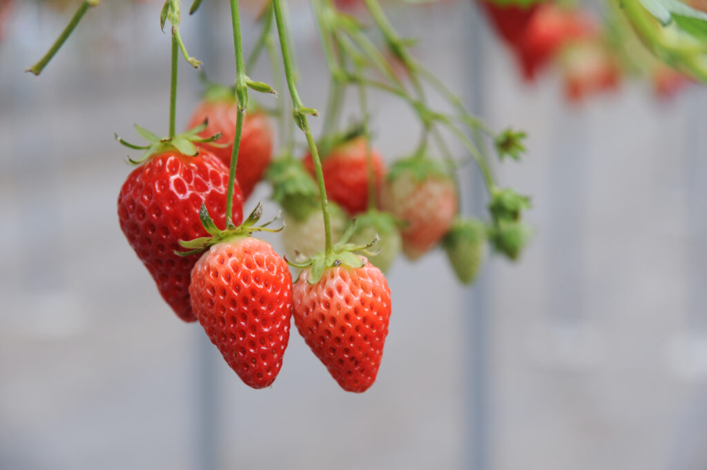 Seika-cho: Strawberry-Picking 2