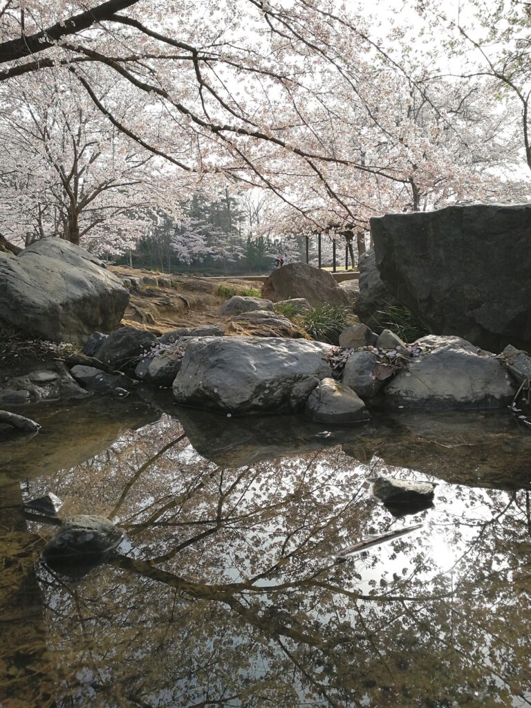 けいはんな記念公園：春　桜