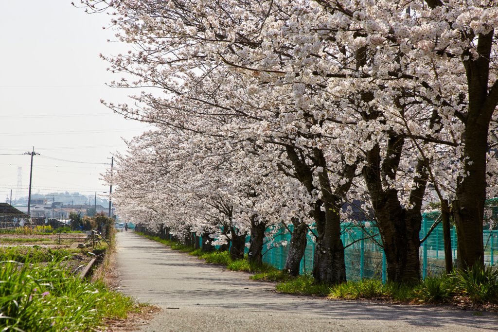 防賀川：桜並木2