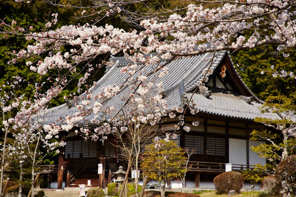 Omido Kannon-ji Temple: Cherry Blossoms 3 | Photos | Another Kyoto ...