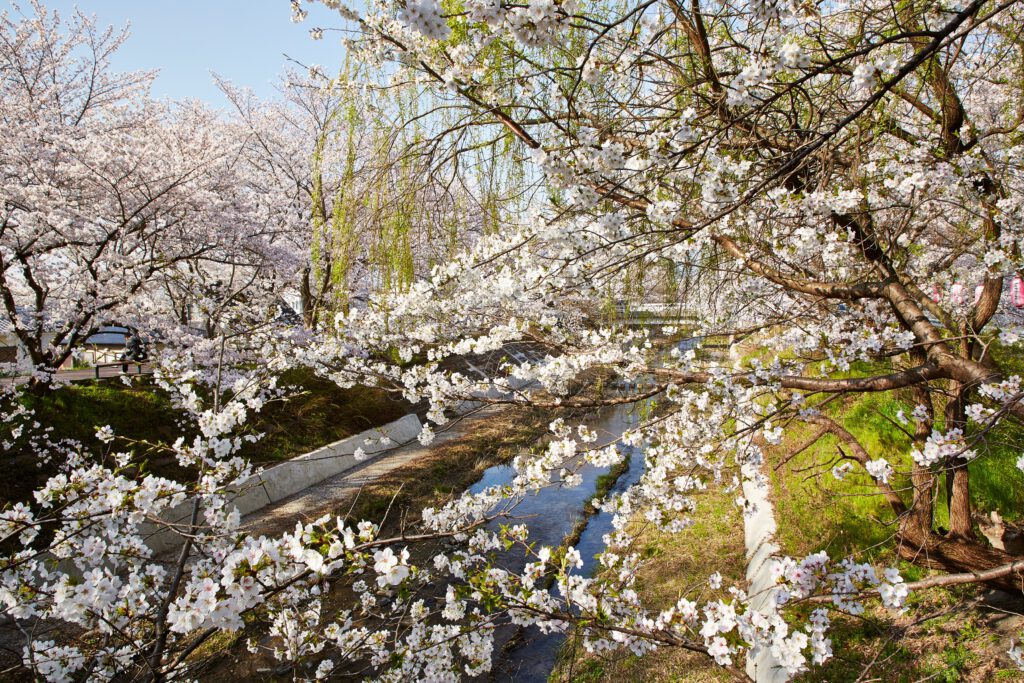 The Tamagawa River in Ide Cherry Blossoms 4 Photos Another Kyoto