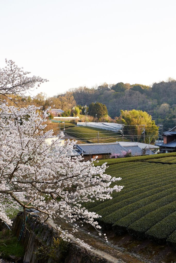 石寺の茶畑：桜3
