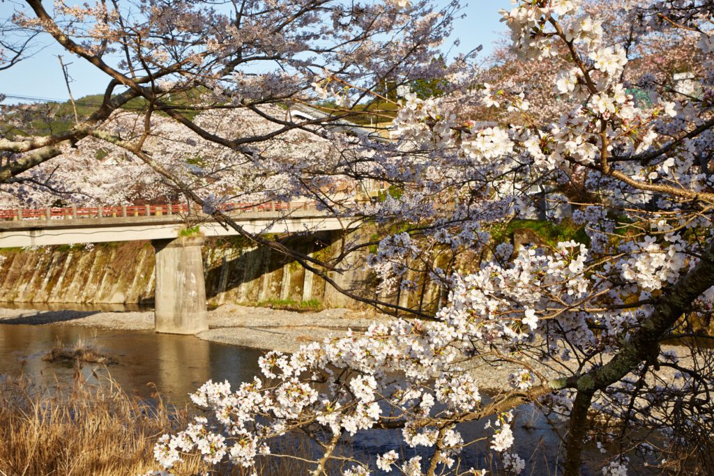 Iwai-bashi Bridge: Cherry Blossoms 1