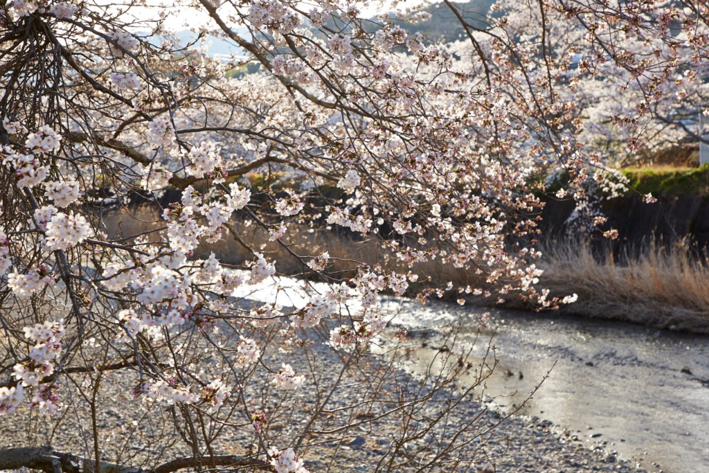 Iwai-bashi Bridge: Cherry Blossoms 5