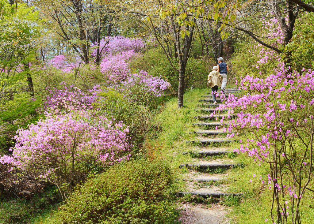 Mt. Konosuyama Walking Path (Cherry Blossoms and Azaleas)
