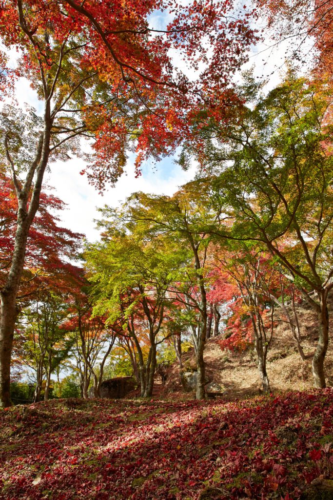 京都府立笠置山自然公園（もみじ公園）：紅葉10