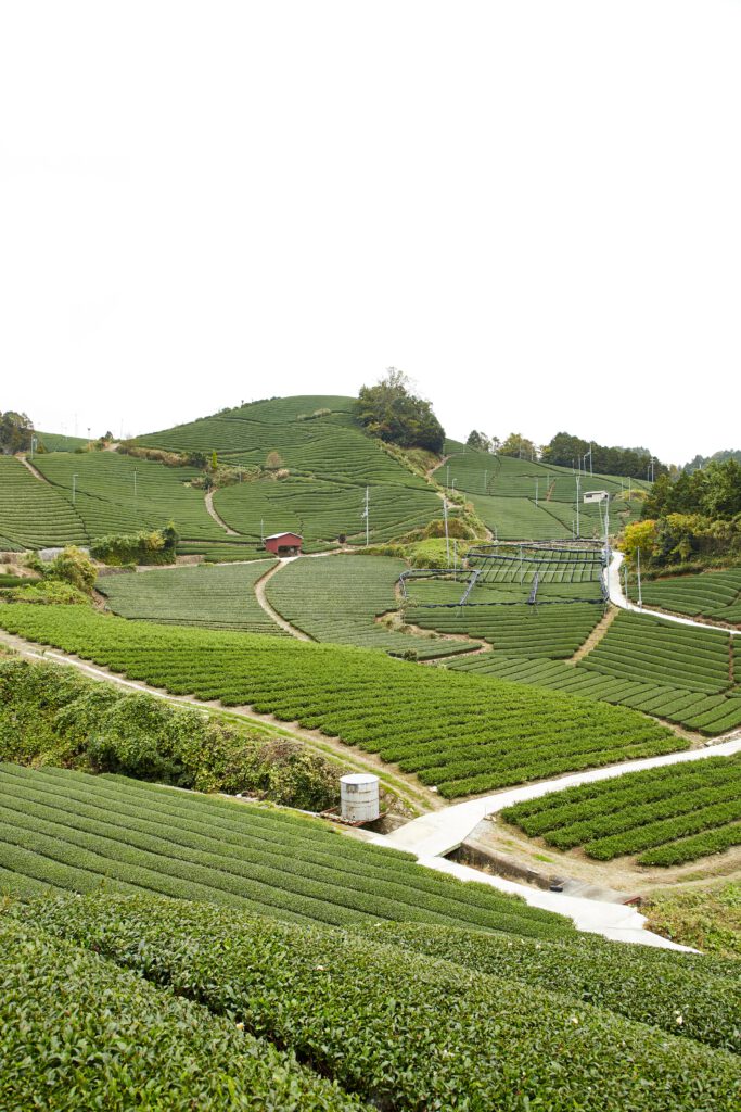 石寺の茶畑2