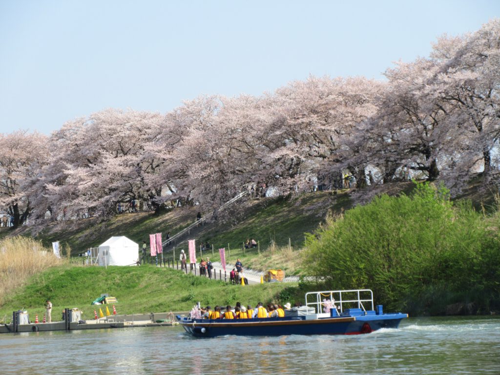 Yodogawa Kasen Park Cherry Blossom Cruise