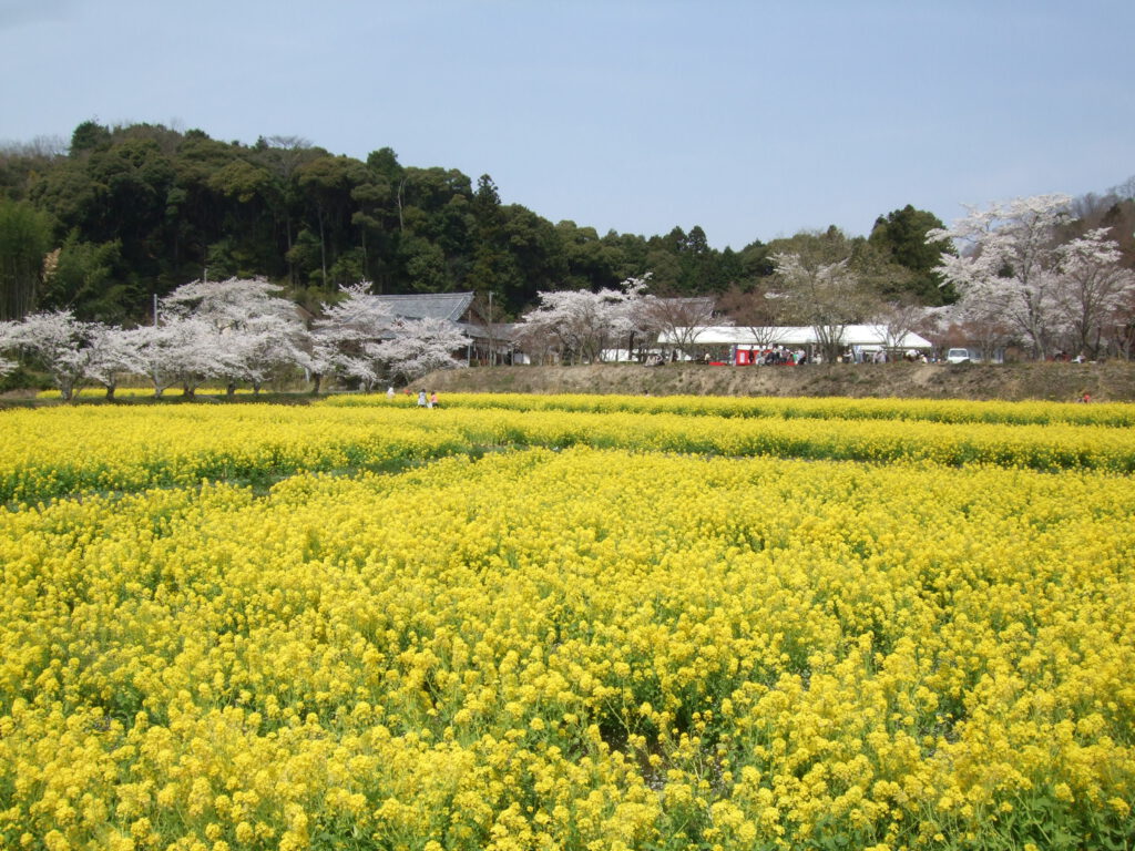 Fugen-ji Temple Rape Blossom Field