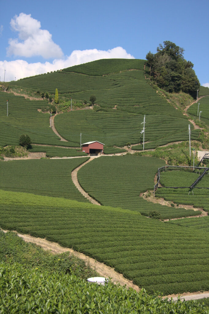 Ishidera Tea Fields