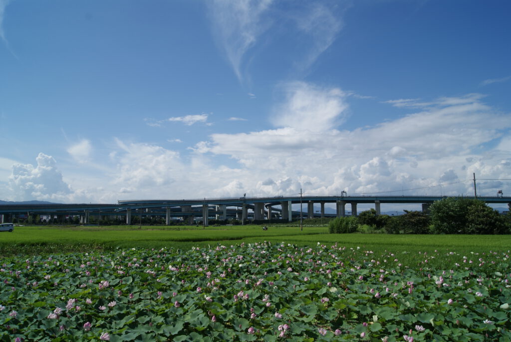 Lotuses & Highway Junction (Ogura Pond)