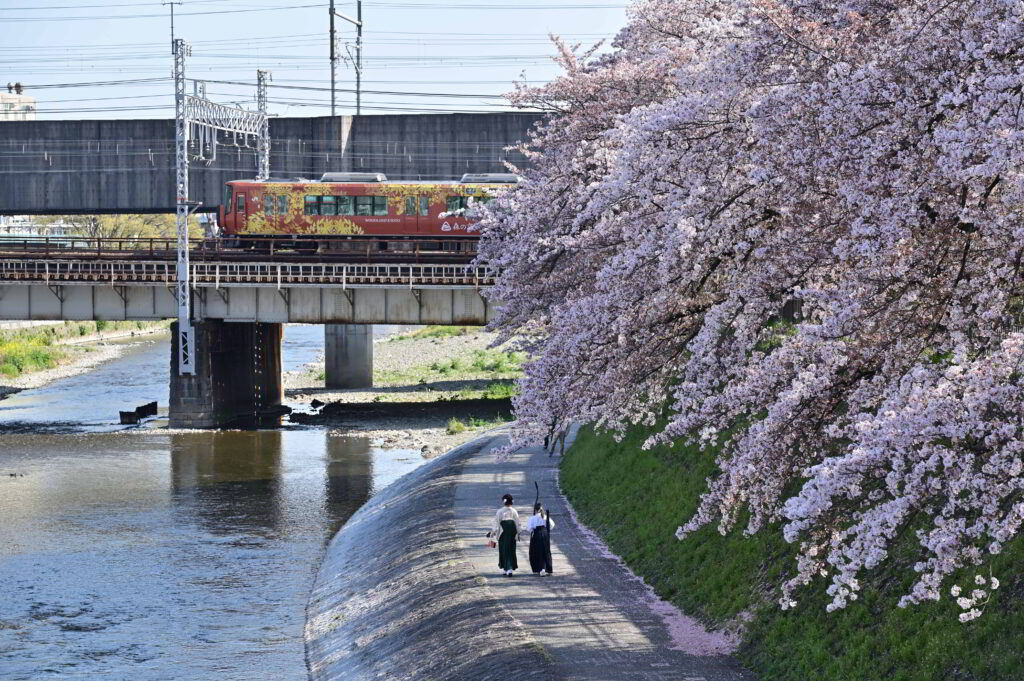 京都市　塩小路橋（森の京都QRトレイン）　桜