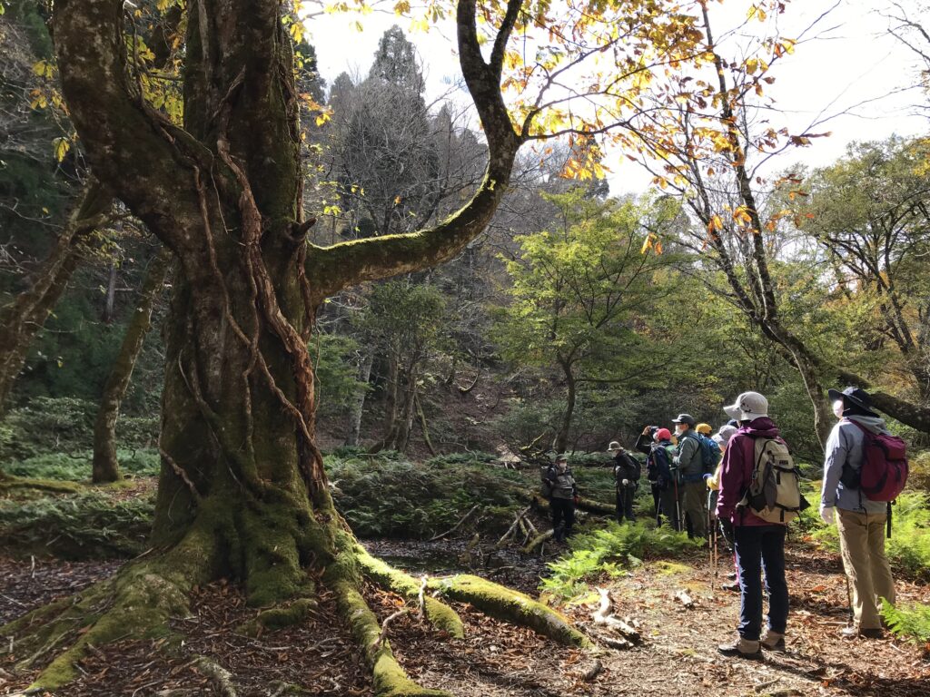美山：芦生の森トレッキング①
